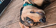 Rocky is registered to the contest to win money with this photo: dog, lying_down, wooden_deck, green_collar, outdoor, pet, canine, side_view, curious_expression, railing, brown_fur, black_fur, close_up, floor, domestic_animal, resting, animal_portrait, wood, animal, relaxed