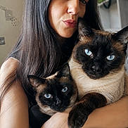 Belle Et Jasmine participe au concours pour gagner de l'argent avec cette photo : affection, animal, blue_eyes, cat, close_up, companionship, cozy, cute, domestic_animal, face, feline, holding, indoor, long_hair, love, person, pet, portrait, siamese_cat, woman