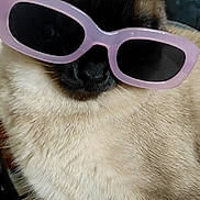 Jasmine participe au concours pour gagner de l'argent avec cette photo : cat, siamese_cat, sunglasses, pet, animal, feline, fur, close_up, indoor, cute, fashion, accessory, pink, black, portrait, whiskers, muzzle, ears, domestic_animal, funny