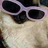 accessory, animal, black, cat, close_up, cute, domestic_animal, ears, fashion, feline, funny, fur, indoor, muzzle, pet, pink, portrait, siamese_cat, sunglasses, whiskers