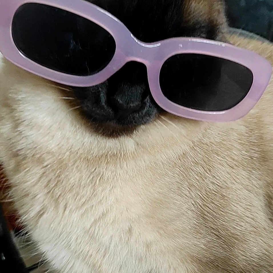 Jasmine participe au concours pour gagner de l'argent avec cette photo : cat, siamese_cat, sunglasses, pet, animal, feline, fur, close_up, indoor, cute, fashion, accessory, pink, black, portrait, whiskers, muzzle, ears, domestic_animal, funny