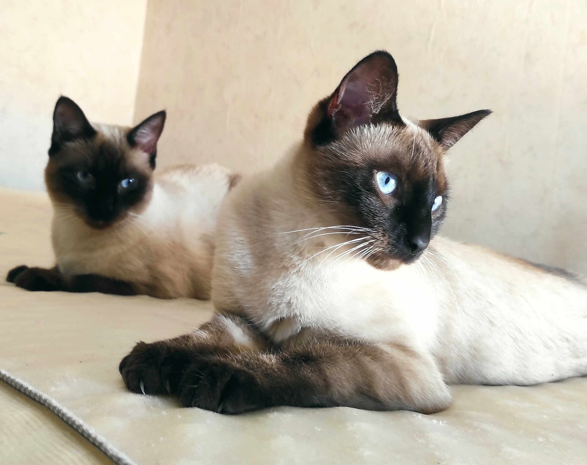 Belle participe au concours pour gagner de l'argent avec cette photo : cat, siamese_cat, blue_eyes, pet, animal, feline, indoor, resting, lying_down, two_animals, soft_surface, whiskers, ears, close_up, portrait, domestic_animal, fur, companions, relaxed, cute