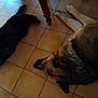 Chocolat participe au concours pour gagner de l'argent avec cette photo : animal, black_cat, cat, companion, dog, domestic, floor, floor_tiles, home, indoor, large_dog, lying_down, mammal, pet, quiet, relaxed, resting, sleeping, tile_floor, wooden_table_leg