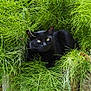 black_cat, cat, animal, pet, feline, greenery, plants, foliage, nature, outdoor, wooden_fence, resting, lying_down, eyes, whiskers, ears, close_up, relaxing, garden, hidden