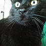 black_cat, close_up, indoor, pet, animal, whiskers, fur, eyes, face, mammal, domestic_cat, portrait, feline, cute, curious, closeup, black_fur, whiskers_visible, indoors, looking_away