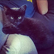 Chocolat a rejoint le concours — aidez-le/la à gagner de superbes lots ! animal, black_cat, cat, closeup, comfort, cozy, cute, domestic, eyes, feline, fur, indoor, lap, mammal, person, pet, resting, shirt, sleepy, whiskers