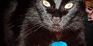 Chocolat participe au concours pour gagner de l'argent avec cette photo : cat, black_cat, pet, animal, feline, close_up, toy, blue_ball, whiskers, claws, indoor, dark_background, paw, fur, cute, domestic_animal, night, focused, playful, mammal