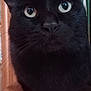 animal, black_cat, cat, close_up, closeup, curious, cute, domestic_cat, eyes, face, feline, fur, indoor, looking, mammal, pet, portrait, sitting, whiskers, wooden_surface