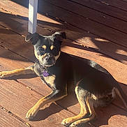 Lila joined the competition — help win amazing prizes! dog, pet, sunlight, wooden_deck, black_and_tan, collar, tag, relaxed, laying_down, outdoor, shadow, small_dog, animal, canine, daylight, fur, ears, paws, nose, quiet