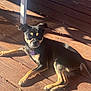 dog, pet, sunlight, wooden_deck, black_and_tan, collar, tag, relaxed, laying_down, outdoor, shadow, small_dog, animal, canine, daylight, fur, ears, paws, nose, quiet