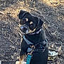 Lila joined the competition — help win amazing prizes! dog, pet, leash, harness, outdoor, animal, canine, brown, black, small_dog, looking_back, curious, nature, dirt, twigs, sunlight, ground, close_up, companion, walking