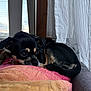 Lila joined the competition — help win amazing prizes! dog, small_dog, black_dog, tan_markings, curled_up, blanket, quilt, window, curtains, indoor, pet, resting, cozy, furniture, daylight, looking_out, ears, fur, animal, companion