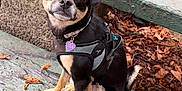 Lila is registered to the contest to win money with this photo: dog, small_dog, black_dog, tan_markings, harness, pet_tag, bench, wooden_bench, outdoor, autumn, fallen_leaves, twigs, nature, curious, sitting, cute, animal, canine, park, daylight