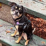 dog, small_dog, black_dog, tan_markings, harness, pet_tag, bench, wooden_bench, outdoor, autumn, fallen_leaves, twigs, nature, curious, sitting, cute, animal, canine, park, daylight