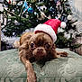 dog, santa_hat, christmas_tree, ornaments, holiday, festive, cushion, green, decorations, pet, indoor, cute, small_dog, relaxed, fur, animal, celebration, winter, christmas_lights, background