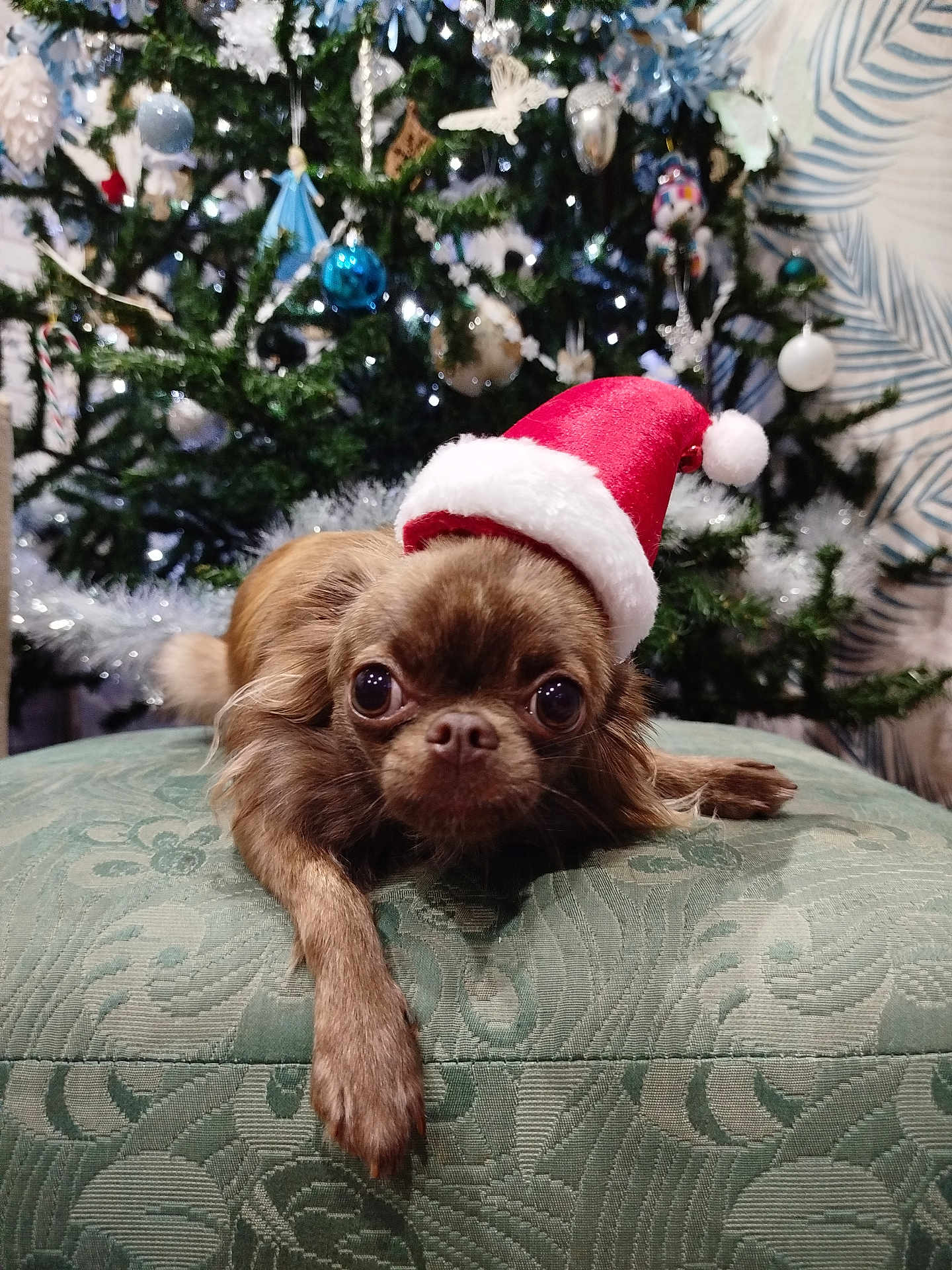 Noisette participe au concours pour gagner de l'argent avec cette photo : dog, santa_hat, christmas_tree, ornaments, holiday, festive, cushion, green, decorations, pet, indoor, cute, small_dog, relaxed, fur, animal, celebration, winter, christmas_lights, background