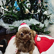Noisette participe au concours pour gagner de l'argent avec cette photo : dog, small_dog, brown_dog, santa_hat, christmas_tree, holiday_decorations, tinsel, ornaments, festive, indoor, cute, pet, animal, christmas, celebration, holiday, seasonal, blanket, decor, festivity