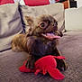dog, small_dog, toy, plush_toy, red_toy, couch, sofa, cushion, indoor, pet, tongue_out, happy, brown_dog, fur, close_up, animal, companion, cute, relaxed, living_room