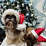 Noisette a rejoint le concours — aidez-le/la à gagner de superbes lots ! dog, christmas_hat, holiday, festive, christmas_tree, decoration, indoor, pet, cute, small_dog, brown_dog, fluffy_dog, santa_hat, celebration, seasonal, festivity, holiday_decor, animal, companion, cute_animal