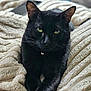 animal, black_cat, cat, close_up, companion, cozy, cute, domestic_cat, feline, fur, green_eyes, indoor, knitted_blanket, pet, portrait, relaxed, resting, sleepy, soft_texture, whiskers