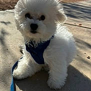 Milo joined the competition — help win amazing prizes! dog, puppy, white_fur, fluffy, small_dog, harness, leash, sidewalk, pavement, outdoor, park, trees, sunlight, shadow, close_up, pet, cute, portrait, sitting, ground