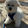 dog, puppy, white_fur, fluffy, small_dog, harness, leash, sidewalk, pavement, outdoor, park, trees, sunlight, shadow, close_up, pet, cute, portrait, sitting, ground