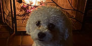Milo joined the competition — help win amazing prizes! dog, small_dog, fluffy_dog, white_fur, curly_fur, fireplace, flame, hearth, fire_screen, metal_screen, tile_floor, hardwood_floor, cozy, indoor, warm_light, pet, looking_at_camera, paws, muzzle, evening