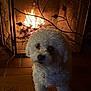 dog, small_dog, fluffy_dog, white_fur, curly_fur, fireplace, flame, hearth, fire_screen, metal_screen, tile_floor, hardwood_floor, cozy, indoor, warm_light, pet, looking_at_camera, paws, muzzle, evening