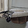 Dexter is registered to the contest to win money with this photo: animal, carpet, cat, cozy, curious, cute, ears, feline, home, indoor, kitten, paw, pet_bed, playful, relaxed, soft, stretching, tabby, whiskers, young_cat