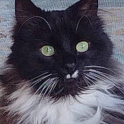 Stella is registered to the contest to win money with this photo: cat, black_and_white, fluffy, green_eyes, whiskers, close_up, pet, feline, animal, indoor, curious, portrait, soft_background, mammal, fur, face, ears, nose, long_hair, domestic_animal