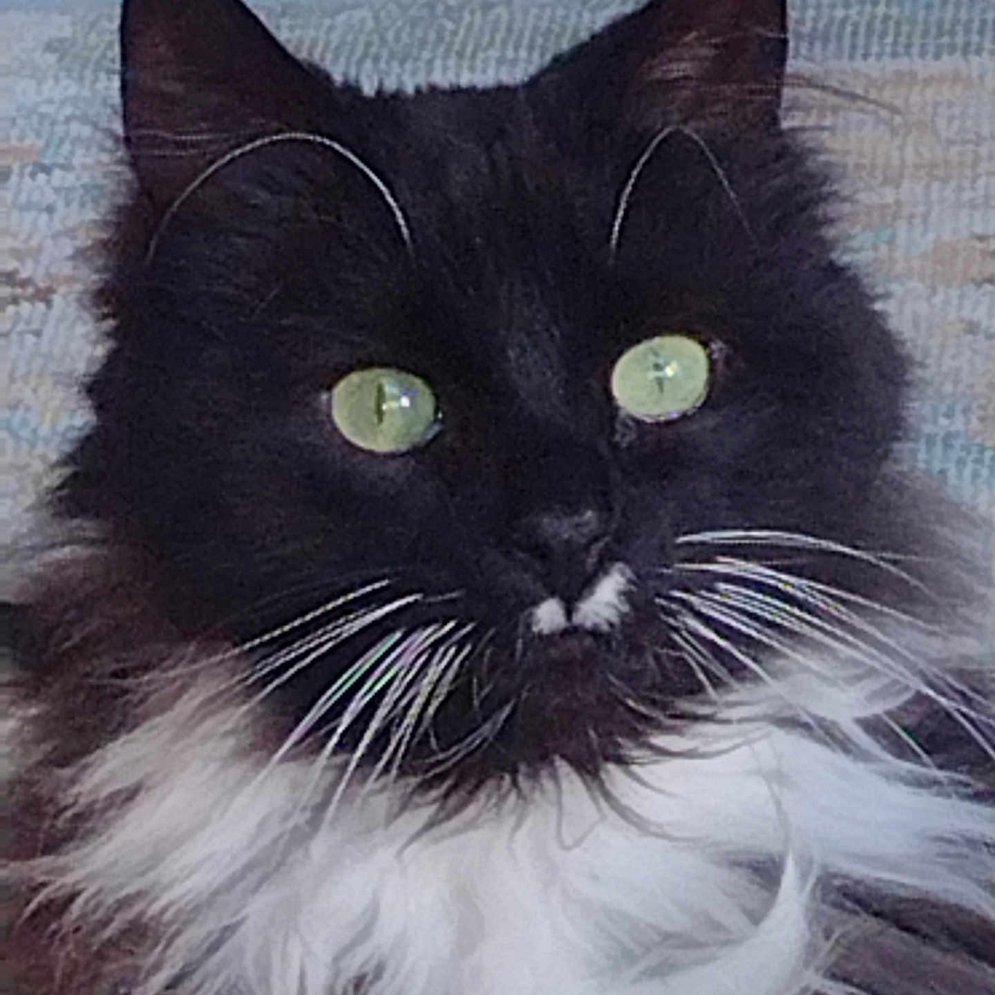 Stella