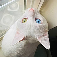 Casper is registered to the contest to win money with this photo: animal, blue_eye, cat, close_up, curious, cute, domestic_cat, ears, feline, fur, heterochromia, indoor, looking_up, pet, portrait, soft_light, whiskers, white_cat, window, yellow_eye
