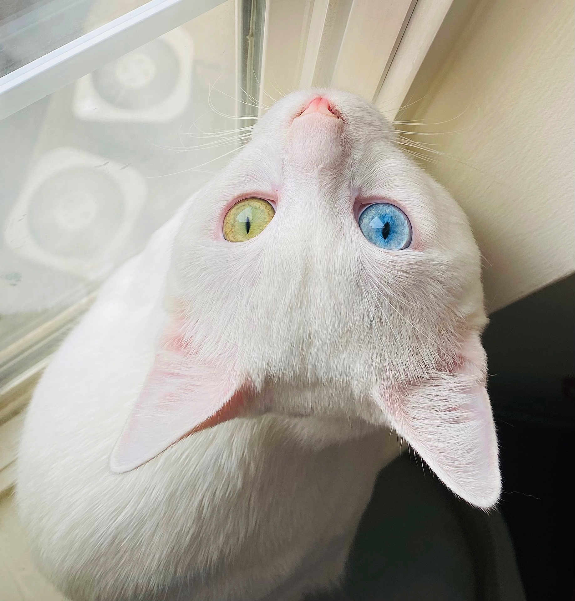 Casper is registered to the contest to win money with this photo: animal, blue_eye, cat, close_up, curious, cute, domestic_cat, ears, feline, fur, heterochromia, indoor, looking_up, pet, portrait, soft_light, whiskers, white_cat, window, yellow_eye