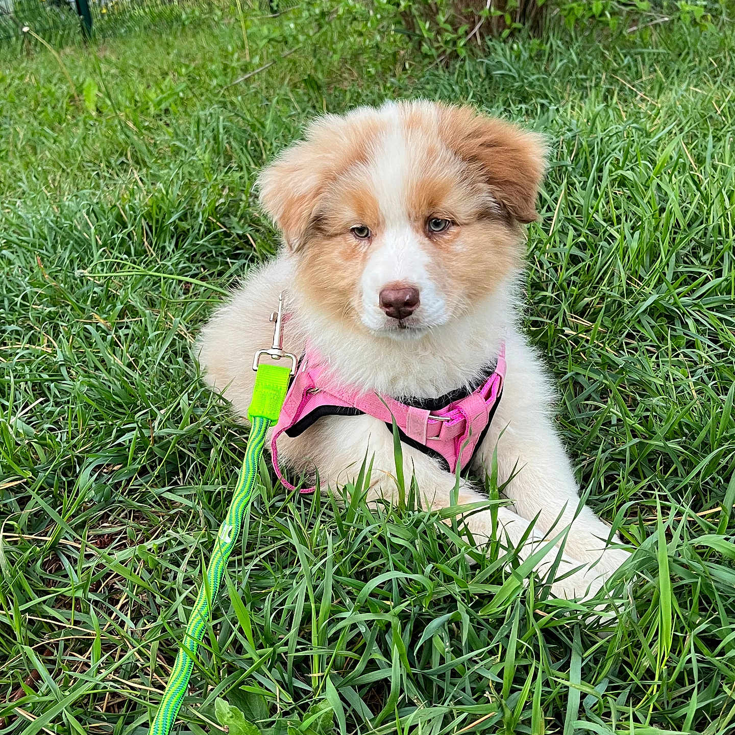 Aïko a rejoint le concours — aidez-le/la à gagner de superbes lots ! accessories, animal, canine, car, dog, grass, herbal, herbs, lawn, leash, nature, outdoors, pet, plant, puppy, strap, transportation, vegetation, vehicle, yard