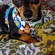 Scooter joined the competition — help win amazing prizes! dog, small_dog, black_and_tan, bandana, monkey_print, close_up, portrait, bed, bedding, patterned_blanket, blanket, ears, brown_eyes, snout, paws, cute, indoor, toy, fabric, relaxed