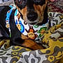 dog, small_dog, black_and_tan, bandana, monkey_print, close_up, portrait, bed, bedding, patterned_blanket, blanket, ears, brown_eyes, snout, paws, cute, indoor, toy, fabric, relaxed