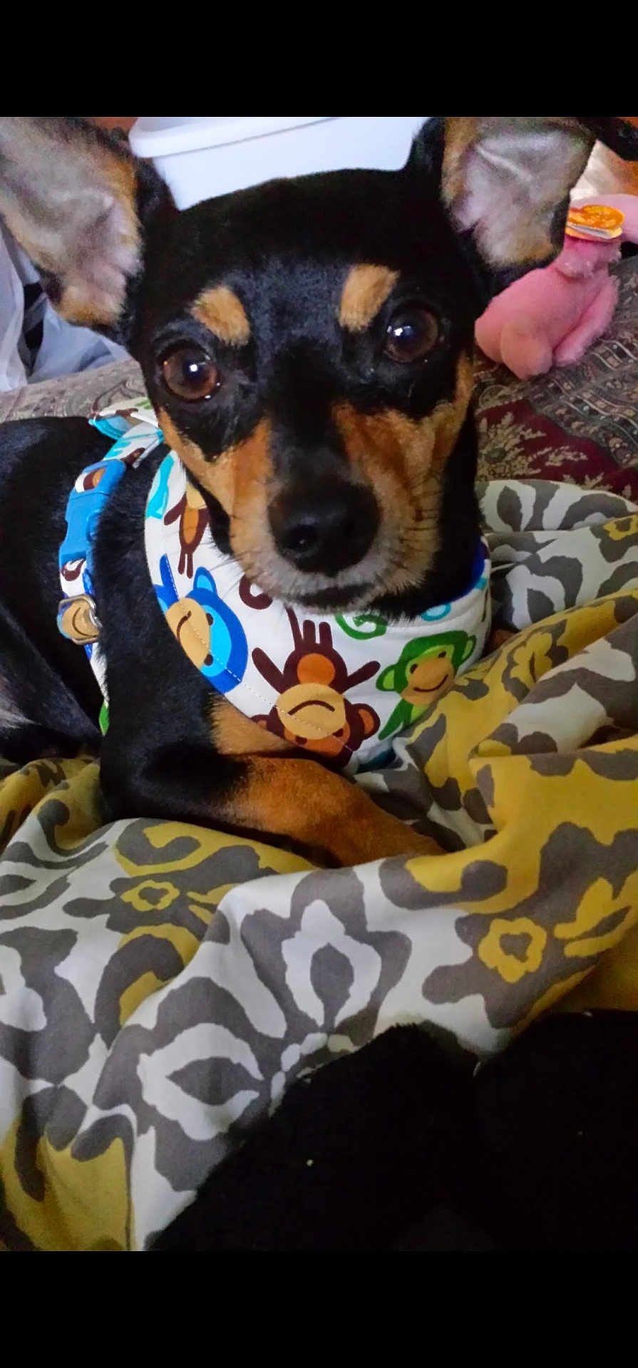 Scooter joined the competition — help win amazing prizes! dog, small_dog, black_and_tan, bandana, monkey_print, close_up, portrait, bed, bedding, patterned_blanket, blanket, ears, brown_eyes, snout, paws, cute, indoor, toy, fabric, relaxed
