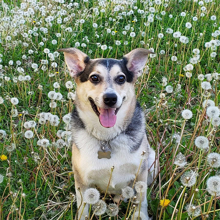 Bandit Jones