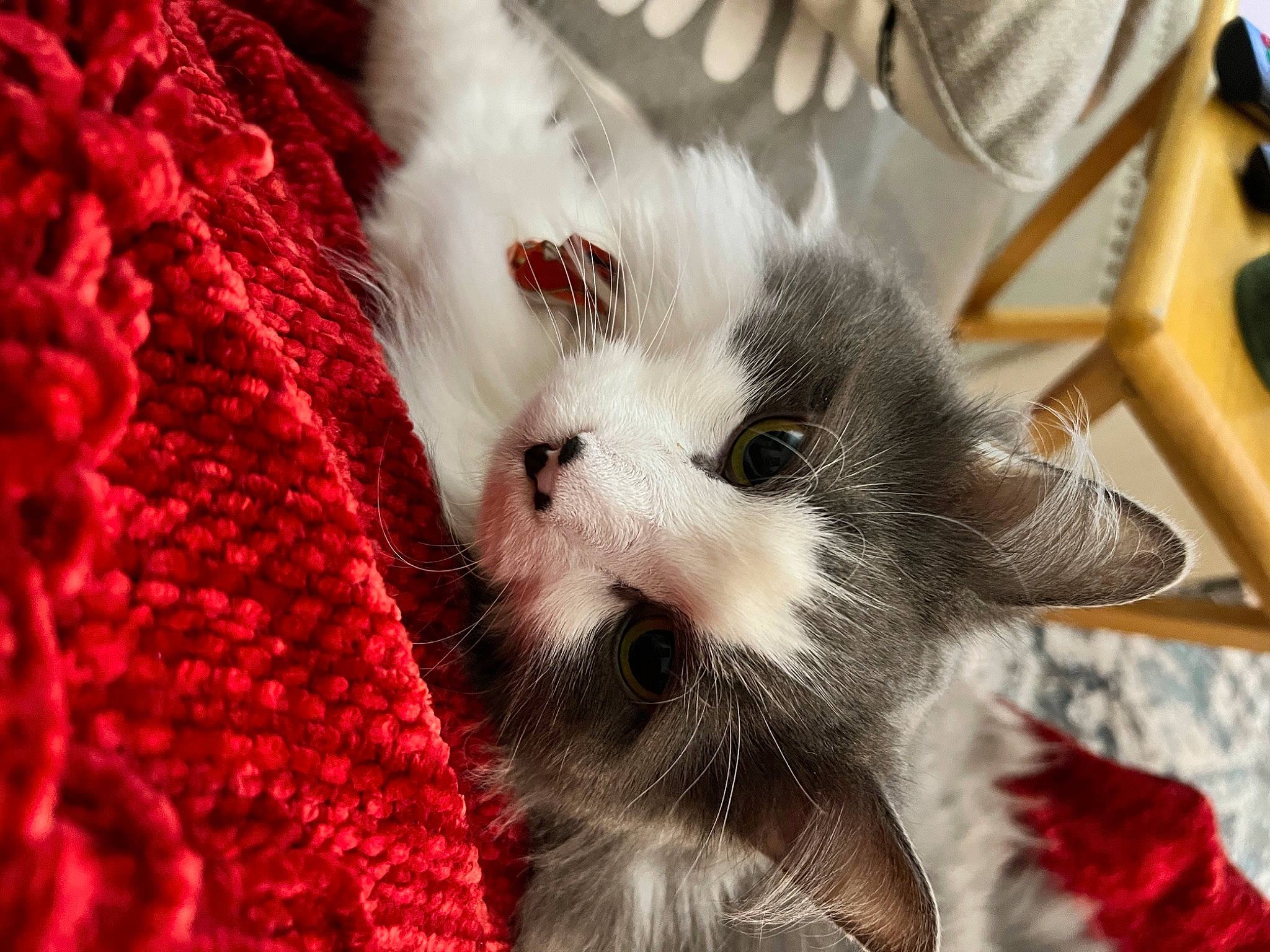 Alvin is registered to the contest to win money with this photo: art, carmine, carnivore, cat, claw, domestic_short_haired_cat, felidae, fur, pattern, paw, petal, small_to_medium_sized_cats, textile, whiskers, window, wool, woolen, woven_fabric