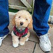 Memphis is registered to the contest to win money with this photo: puppy, dog, pet, cute, fluffy, sweater, jeans, sneakers, outdoor, pavement, curious, small, adorable, brown, white, fur, collar, person, legs, looking_up