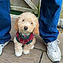 puppy, dog, pet, cute, fluffy, sweater, jeans, sneakers, outdoor, pavement, curious, small, adorable, brown, white, fur, collar, person, legs, looking_up