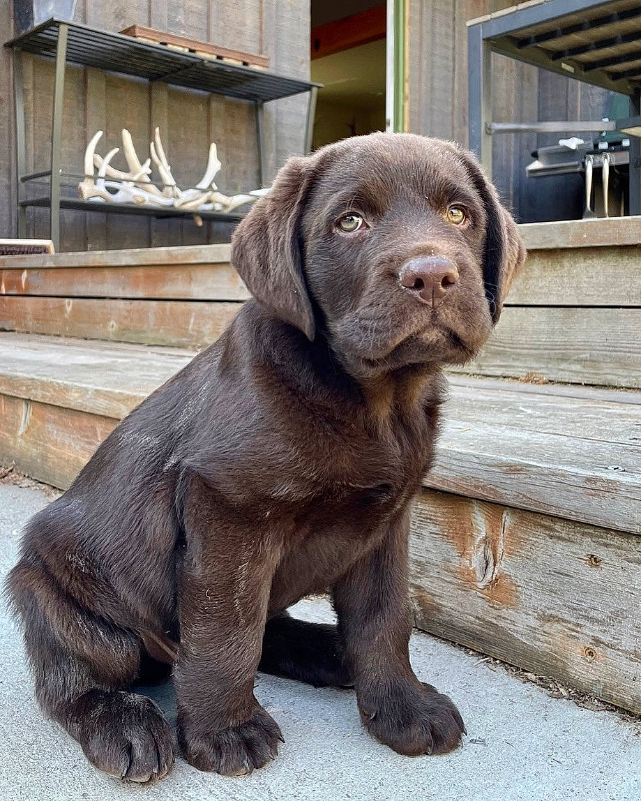 Sheriff is registered to the contest to win money with this photo: art, borador, building, canidae, carnivore, companion_dog, dog, dog_breed, dog_collar, fawn, fur, gun_dog, liver, sculpture, snout, sporting_group, tail, terrestrial_animal, wood, working_animal