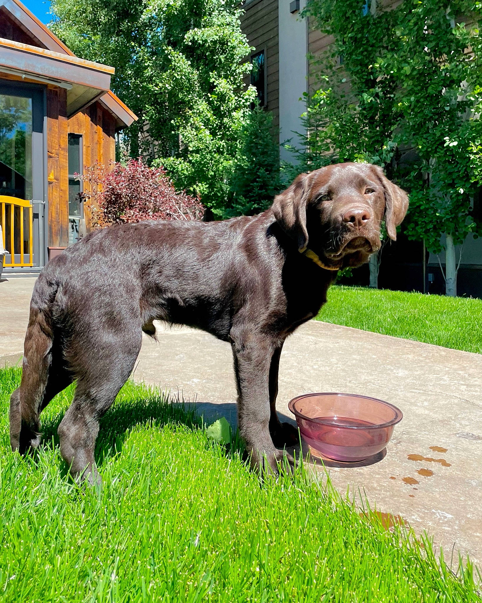 Sheriff is registered to the contest to win money with this photo: canidae, carnivore, collar, companion_dog, dog, dog_breed, dog_collar, fawn, grass, gun_dog, liver, mammal, plant, snout, sporting_group, tail, tree, vertebrate, window, working_animal