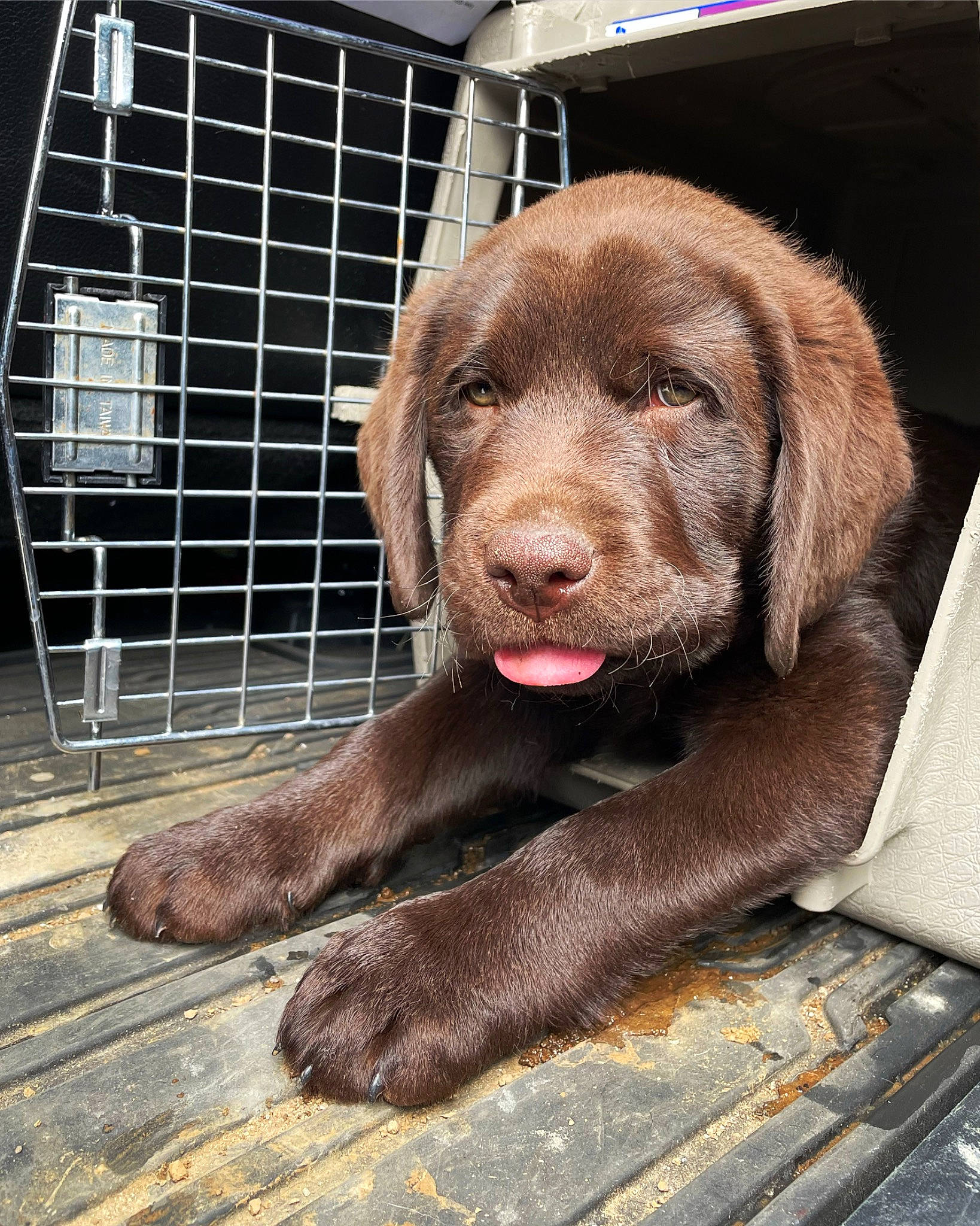 Sheriff is registered to the contest to win money with this photo: animal_shelter, cage, canidae, carnivore, companion_dog, dog, dog_breed, fawn, fur, gun_dog, liver, mesh, pet_supply, service, snout, sporting_group, terrestrial_animal, whiskers, wood, working_animal