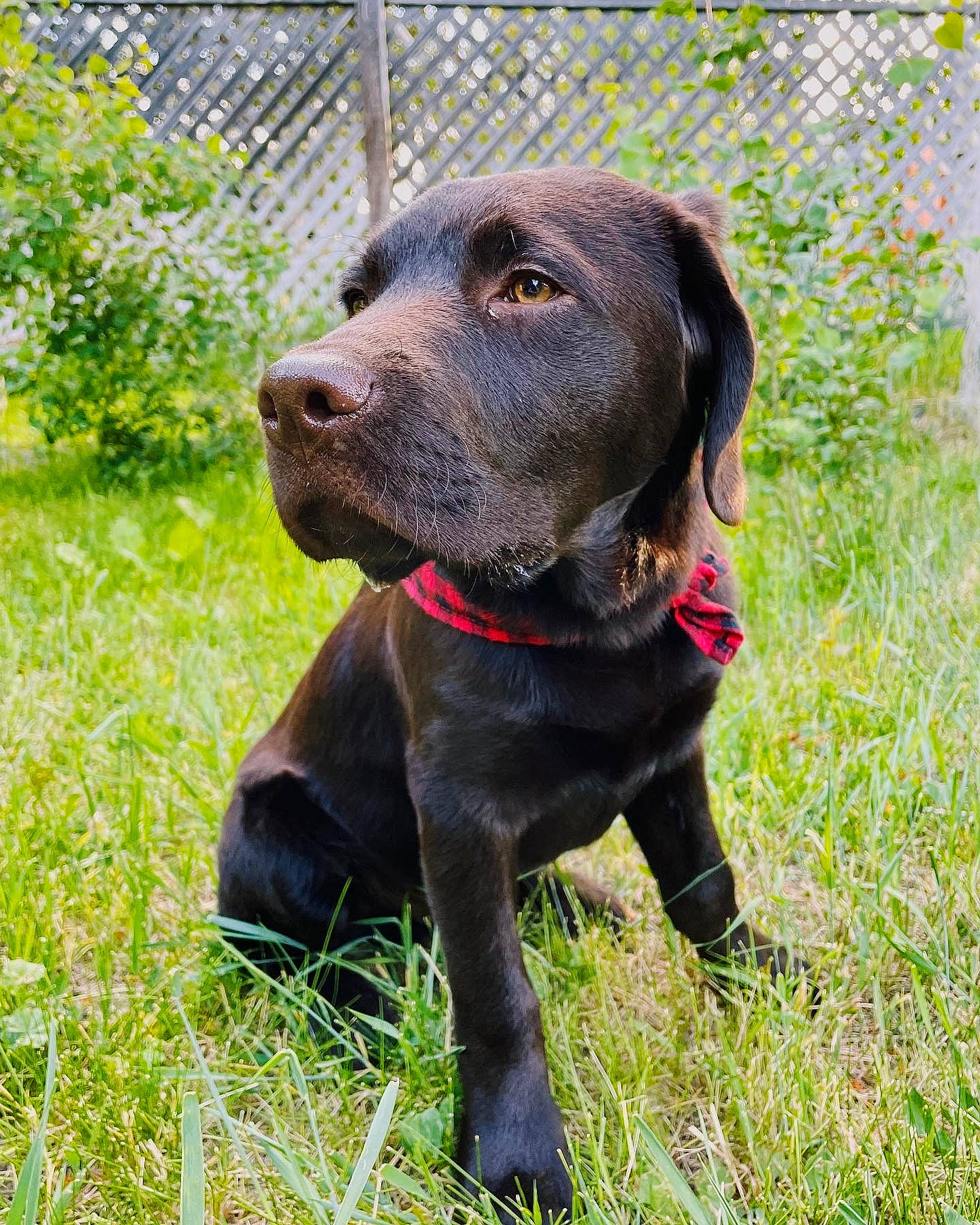 Sheriff joined the competition — help win amazing prizes! borador, canidae, carnivore, collar, companion_dog, dog, dog_breed, dog_collar, dog_supply, fawn, fence, grass, gun_dog, liver, pet_supply, plant, snout, sporting_group, whiskers, working_animal