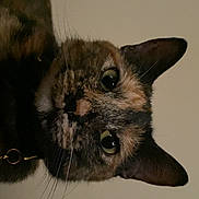 Autumn joined the competition — help win amazing prizes! cat, tortoiseshell_cat, close_up, pet, animal, whiskers, ears, eyes, face, fur, indoor, curious, looking, portrait, domestic_cat, mammal, feline, cute, collar, head