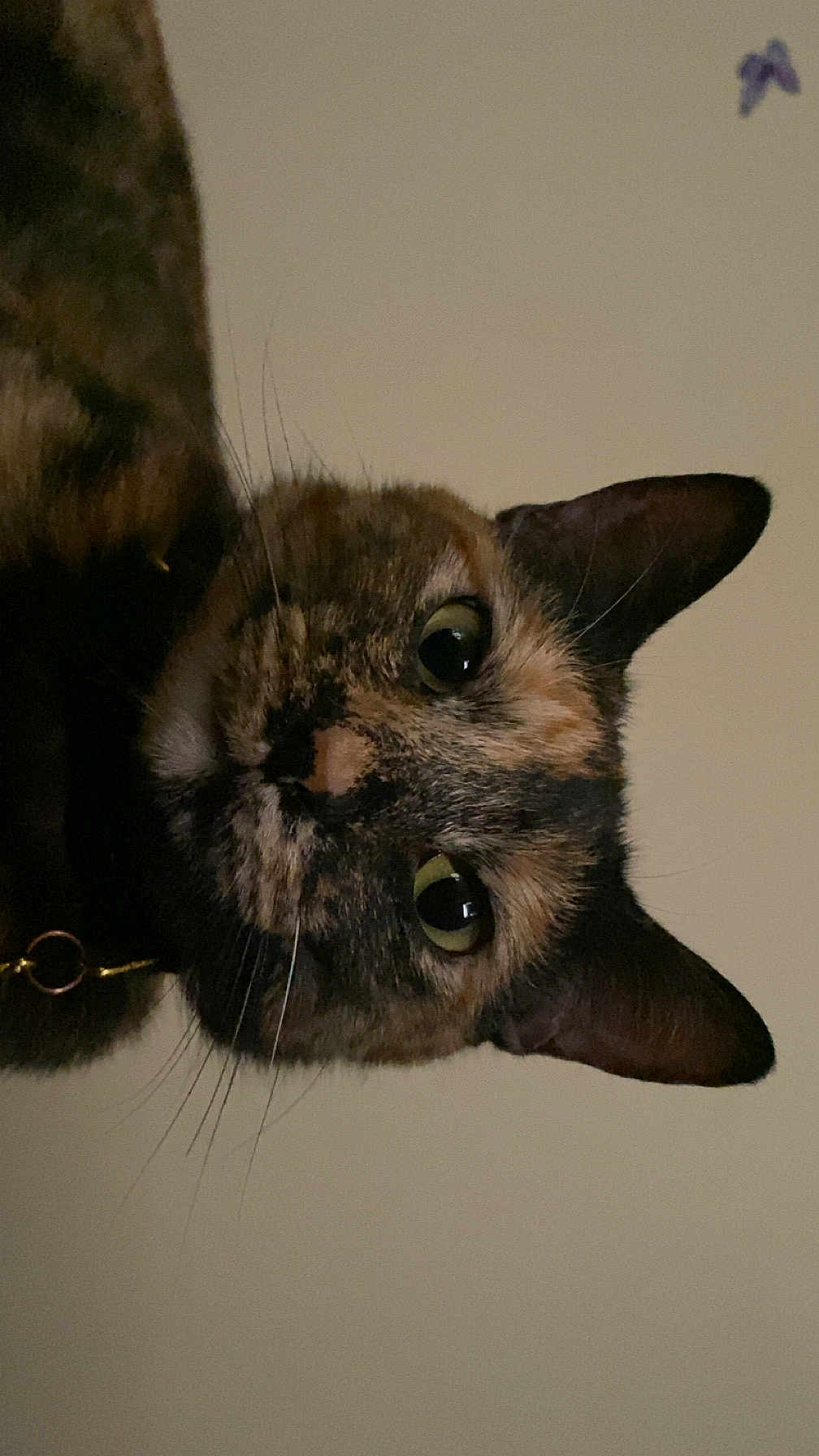 Autumn joined the competition — help win amazing prizes! cat, tortoiseshell_cat, close_up, pet, animal, whiskers, ears, eyes, face, fur, indoor, curious, looking, portrait, domestic_cat, mammal, feline, cute, collar, head