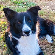 Vaïka a rejoint le concours — aidez-le/la à gagner de superbes lots ! dog, border_collie, black_and_white, grass, outdoor, animal, pet, lying_down, fur, ears, eyes, nature, sunlight, canine, mammal, portrait, looking, relaxed, daylight, ground