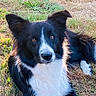 dog, border_collie, black_and_white, grass, outdoor, animal, pet, lying_down, fur, ears, eyes, nature, sunlight, canine, mammal, portrait, looking, relaxed, daylight, ground