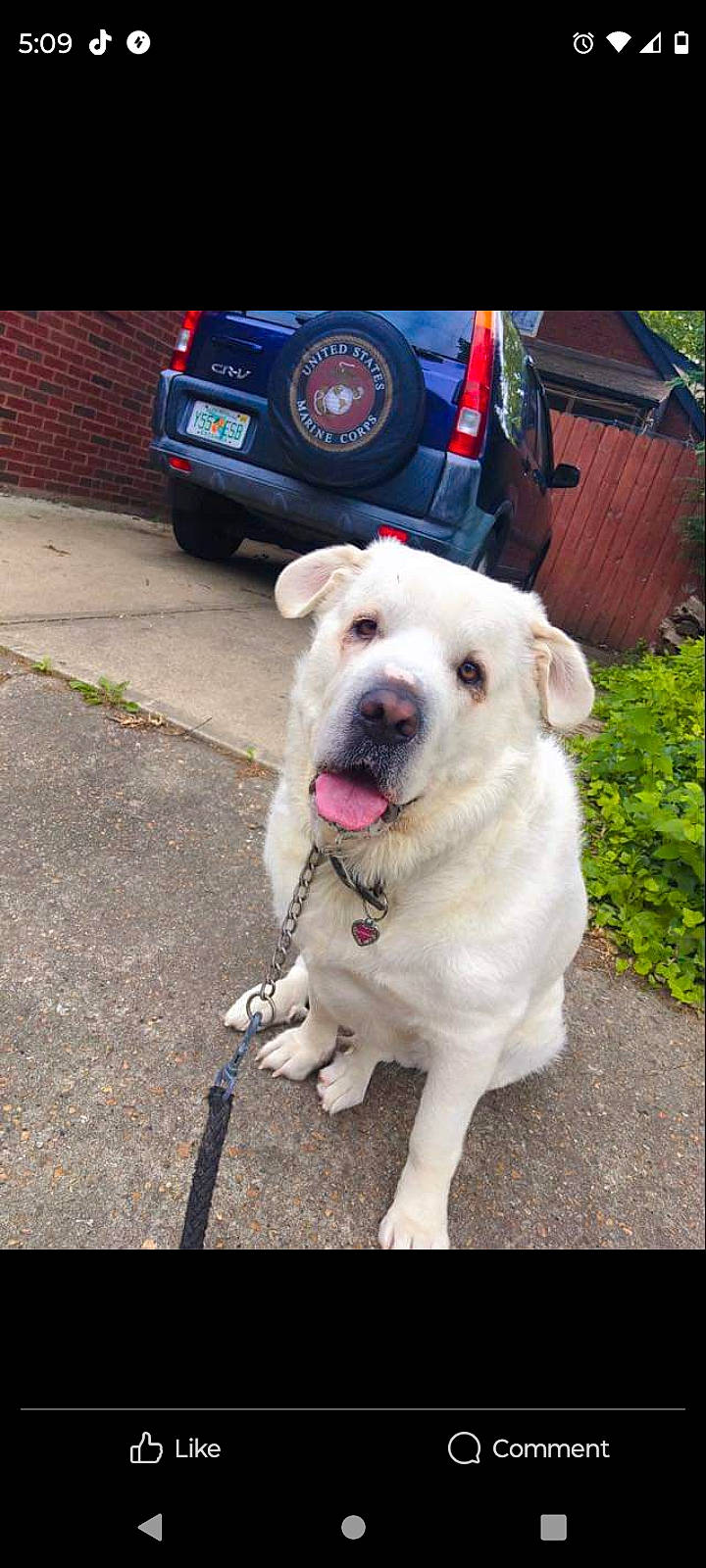 Chobani is registered to the contest to win money with this photo: automotive_lighting, automotive_tail_brake_light, automotive_tire, carnivore, collar, companion_dog, dog, dog_breed, dog_collar, fawn, fender, gas, pet_supply, plant, road_surface, snout, tire, vehicle_registration_plate, wheel, working_animal